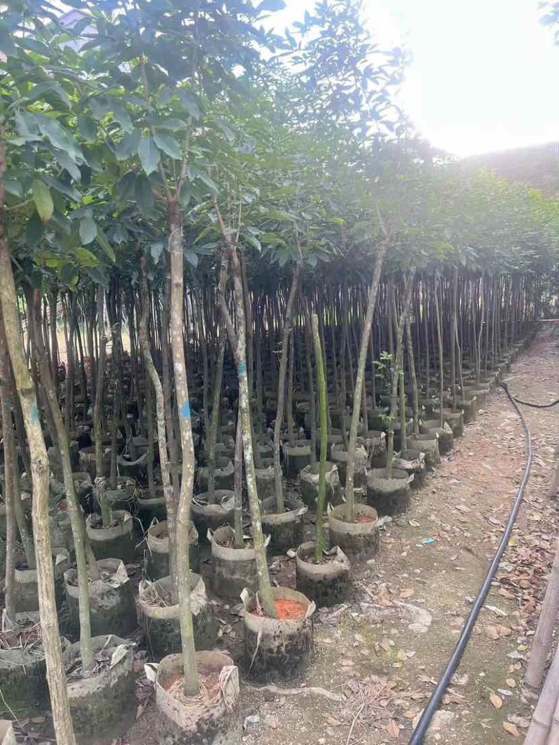 紫花风铃木2-12分，各种规格，大量低价出售