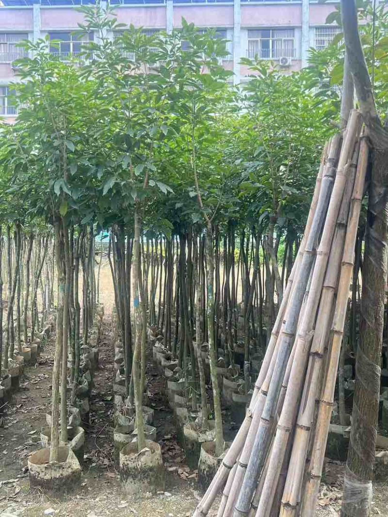 紫花风铃木2-12分，各种规格，大量低价出售