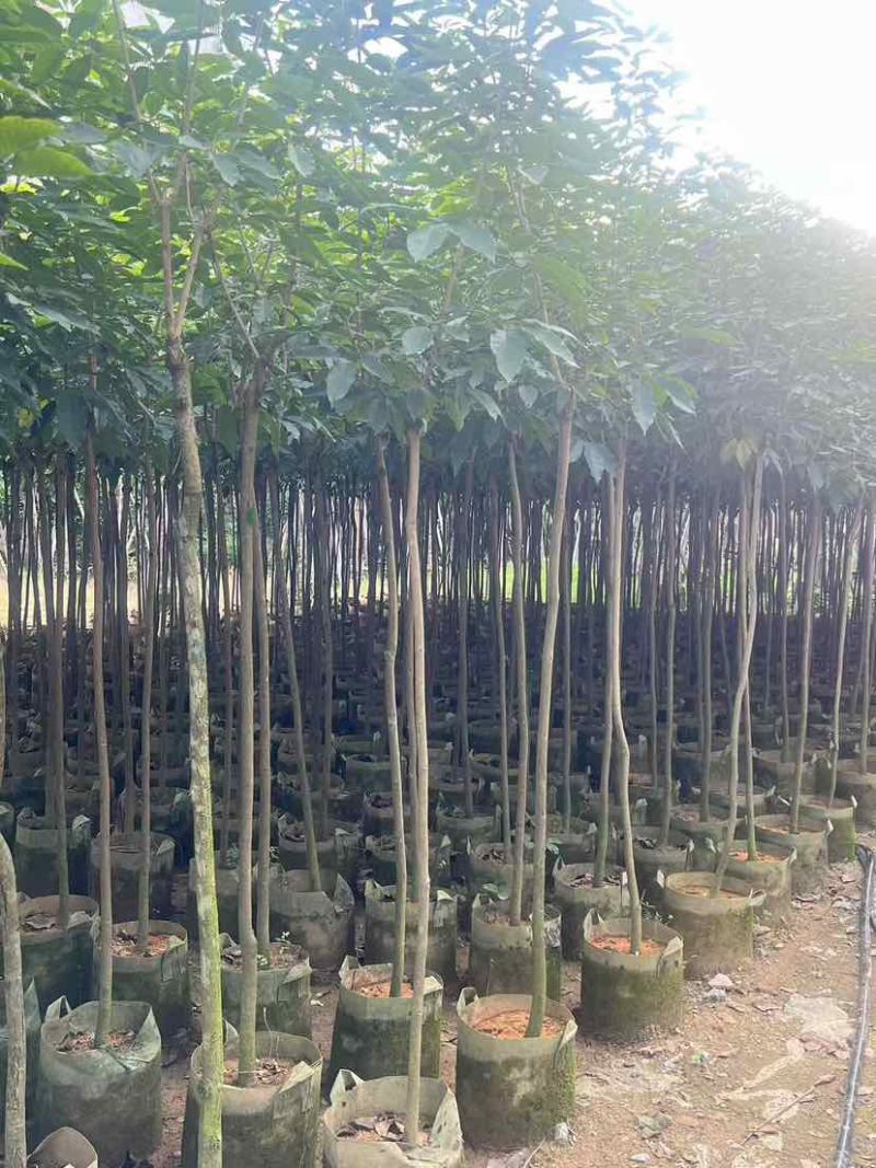 紫花风铃木2-12分，各种规格，大量低价出售
