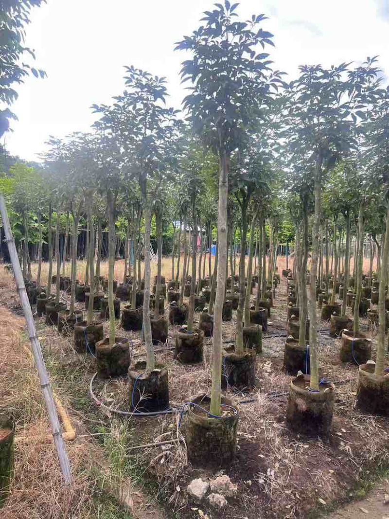 紫花风铃木2-12分，各种规格，大量低价出售