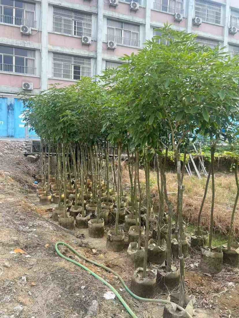 紫花风铃木2-12分，各种规格，大量低价出售
