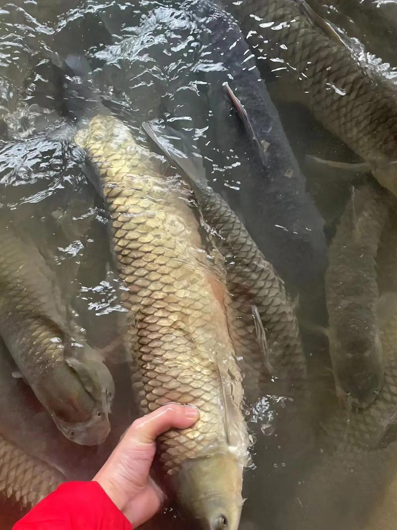 草鱼