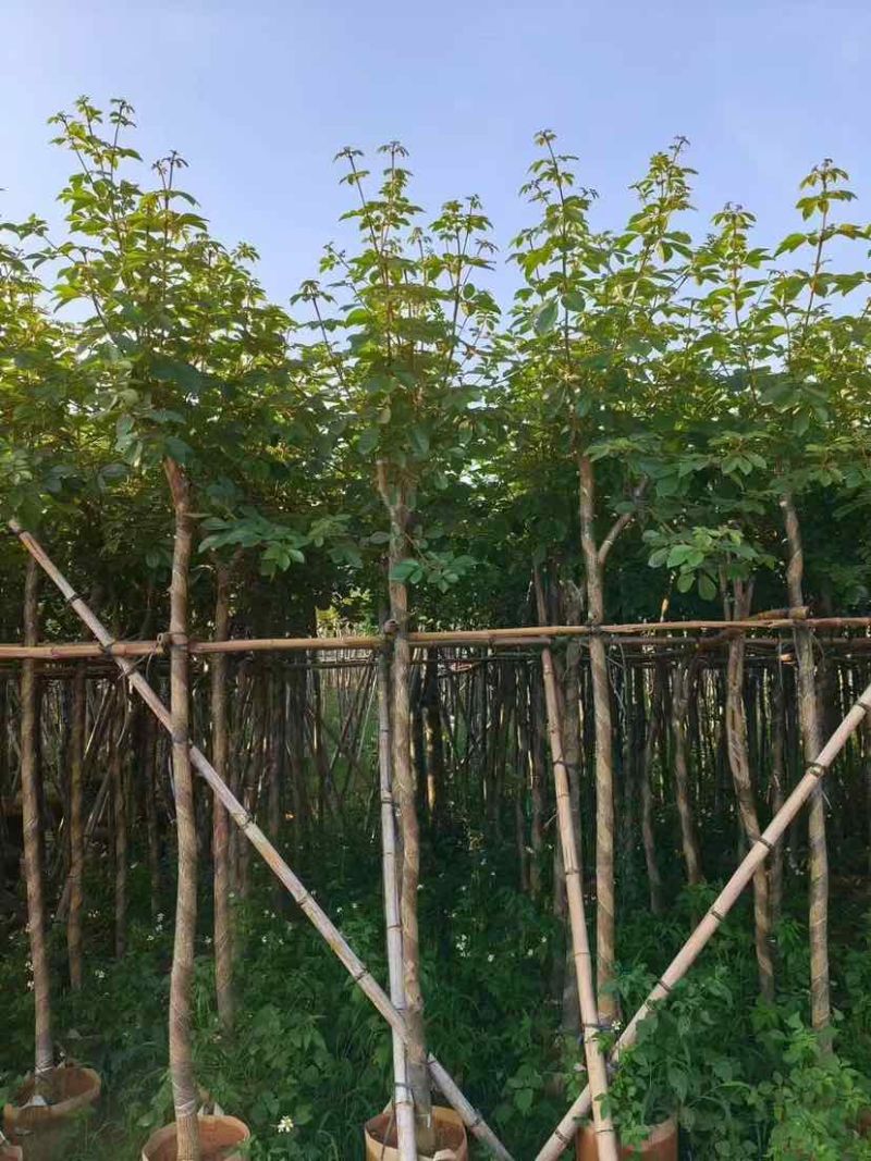 黄花风铃木2-15分，各种规格，大量低价出售