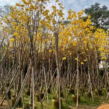 黄花风铃木2-15分，各种规格，大量低价出售