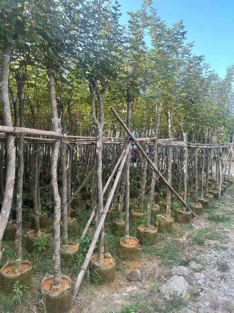黄花风铃木2-15分，各种规格，大量低价出售