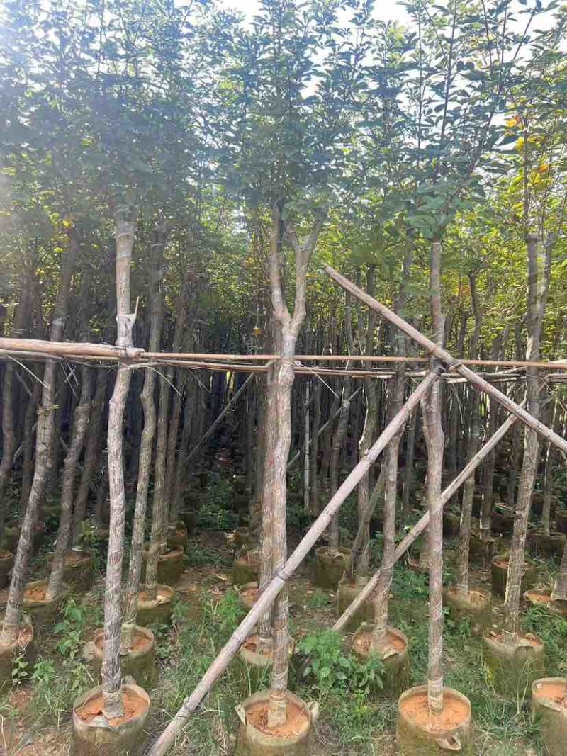 黄花风铃木2-15分，各种规格，大量低价出售