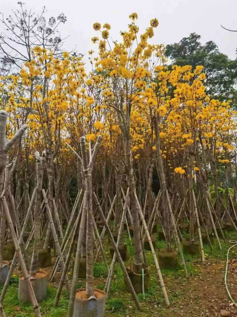 黄花风铃木2-15分，各种规格，大量低价出售