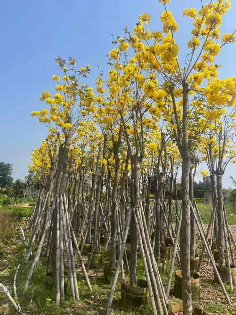 黄花风铃木2-15分，各种规格，大量低价出售