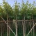黄花风铃木2-15分，各种规格，大量低价出售