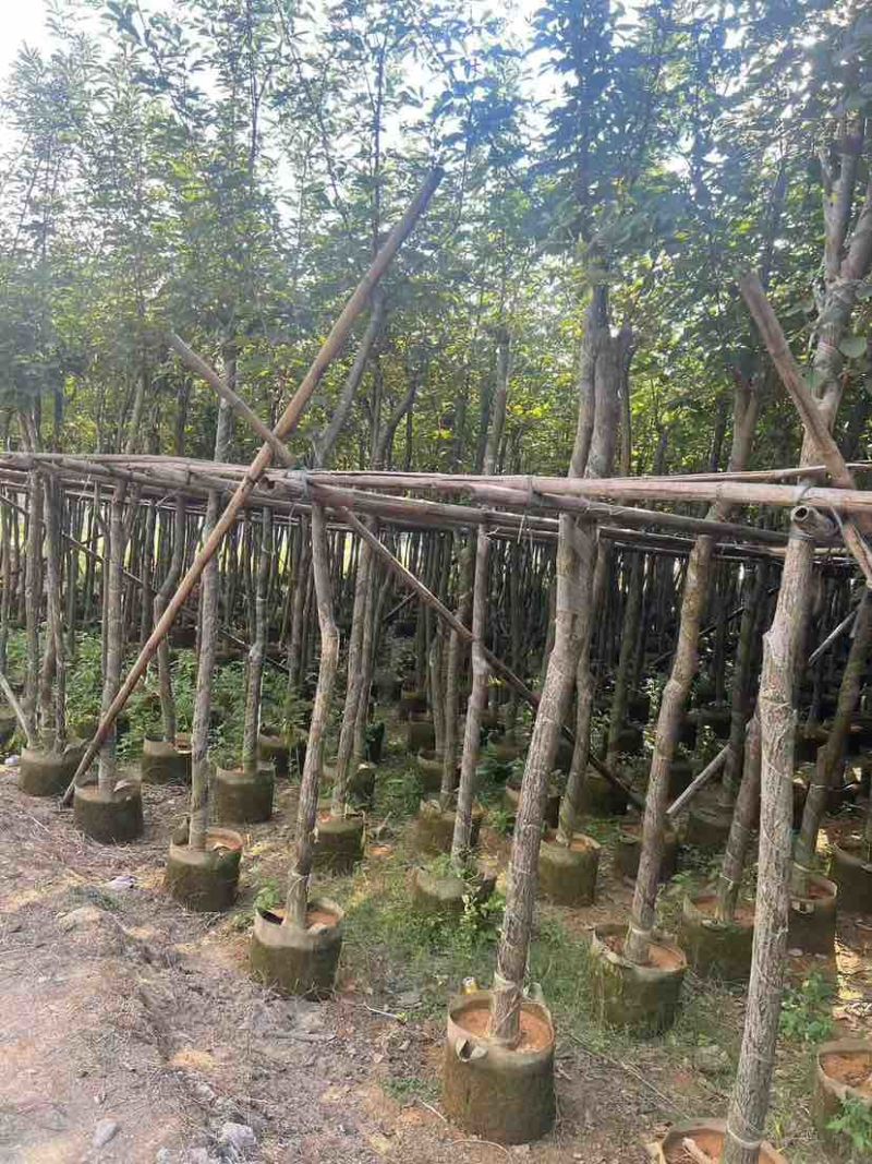 黄花风铃木2-15分，各种规格，大量低价出售