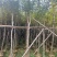 黄花风铃木2-15分，各种规格，大量低价出售