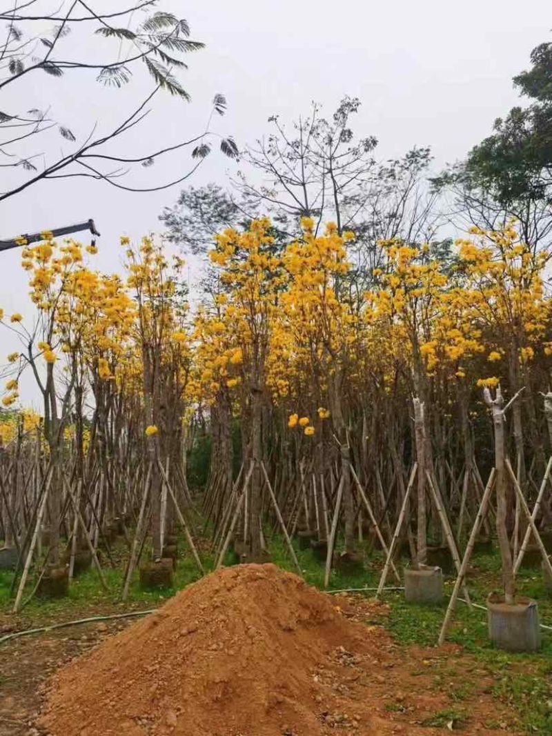黄花风铃木2-15分，各种规格，大量低价出售