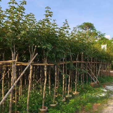 黄花风铃木2-15分，各种规格，大量低价出售