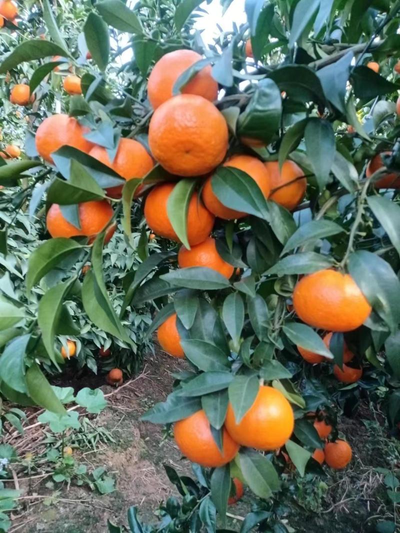 云南精品沃柑大量供应