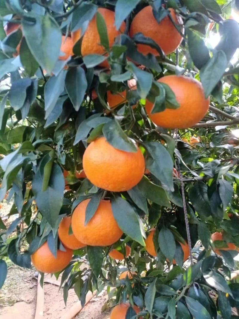 云南精品沃柑大量供应