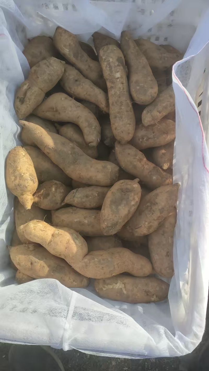 北京红山地本地特产老黄瓤