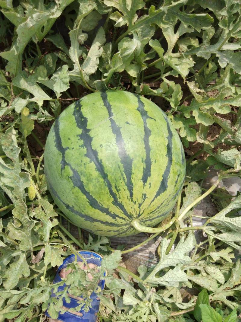 西瓜苗，美度，麒麟，甜王，8424礼品西瓜苗，支持全国发苗