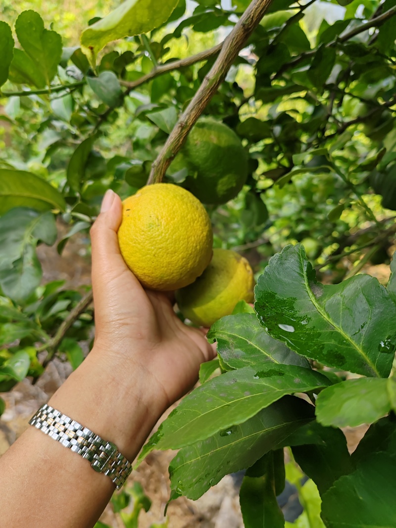 柠檬