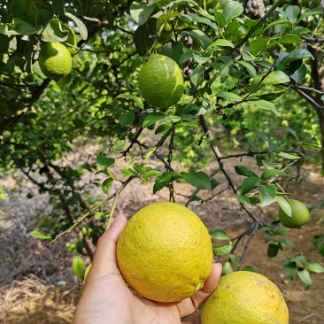 柠檬