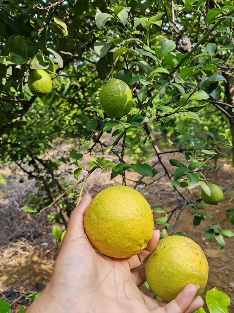 柠檬