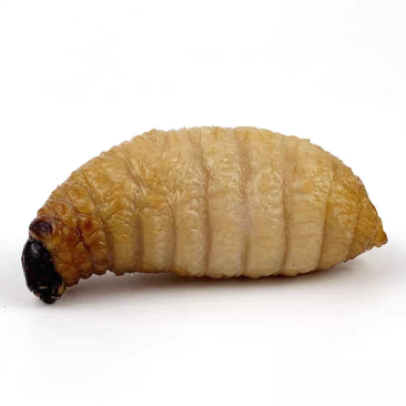竹虫