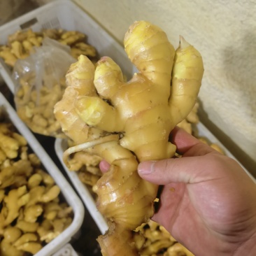 大姜