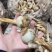 云南茨菇大量上市，产地直销价格任何包装发货
