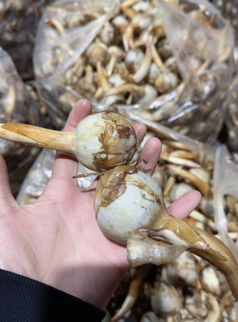 云南茨菇大量上市，产地直销价格任何包装发货