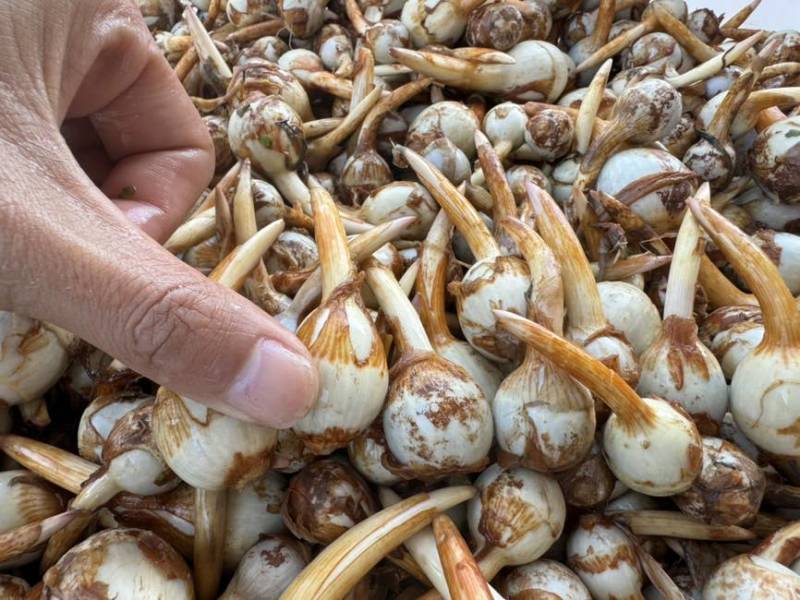 云南茨菇大量上市，产地直销价格任何包装发货