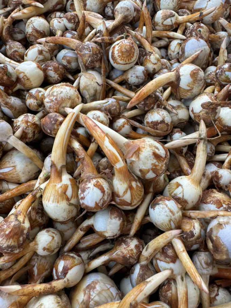 云南茨菇大量上市，产地直销价格任何包装发货