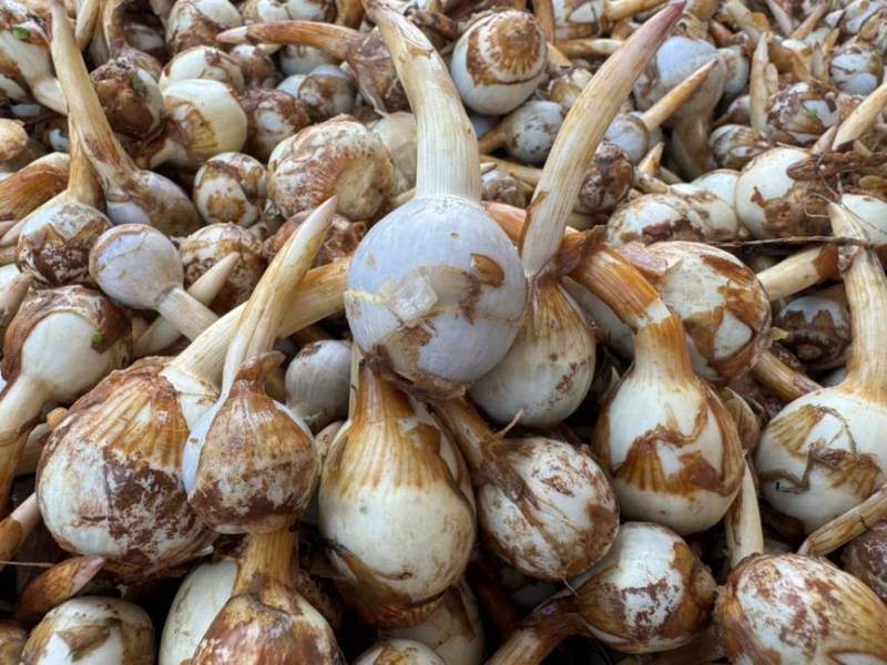 云南茨菇大量上市，产地直销价格任何包装发货