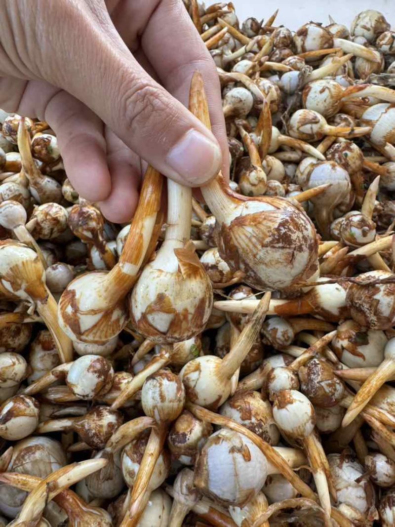 云南茨菇大量上市，产地直销价格任何包装发货