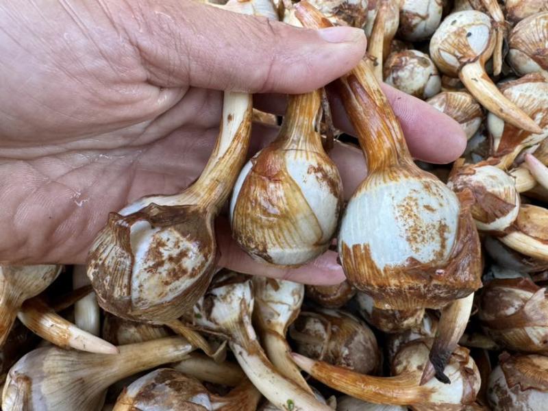 云南茨菇大量上市，产地直销价格任何包装发货