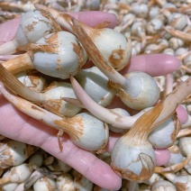 云南茨菇大量上市，产地直销价格任何包装发货