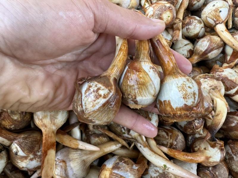 云南茨菇大量上市，产地直销价格任何包装发货