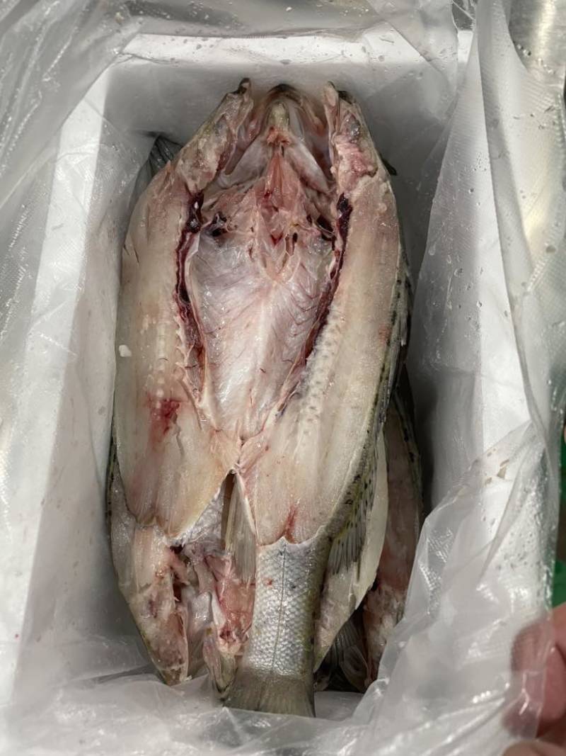 冻海鲈鱼300/500.可以做开背，