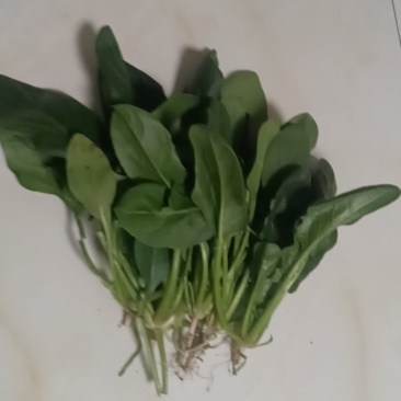 大棚菠菜有4亩产量
