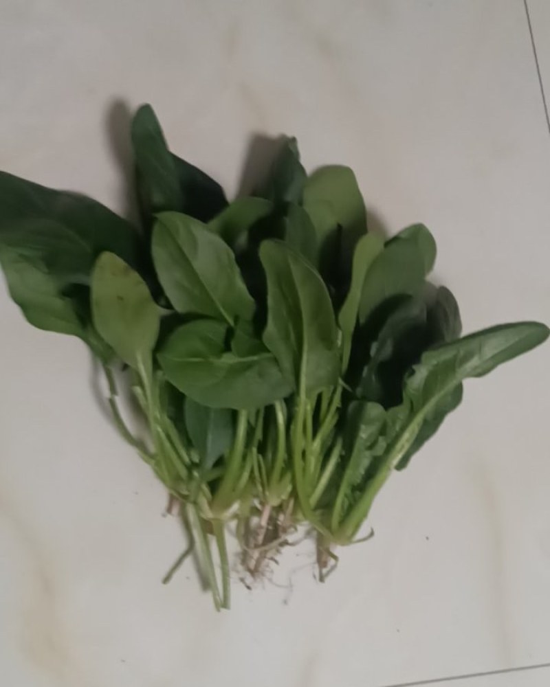 大棚菠菜有4亩产量