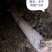 卖榆树原木一棵胸围2.3米，长度7米，可做家具，板桌。