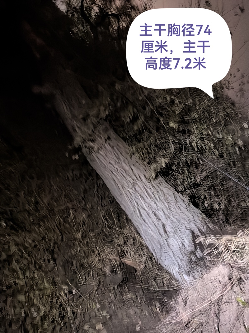 卖榆树原木一棵胸围2.3米，长度7米，可做家具，板桌。