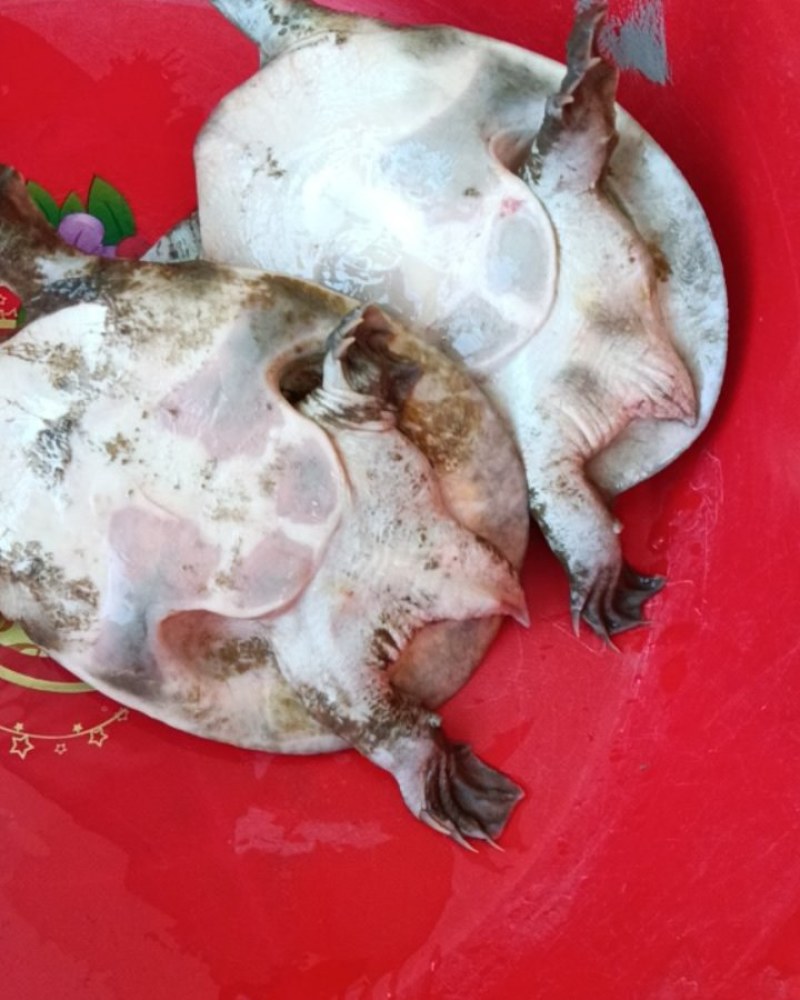 甲鱼，品象好