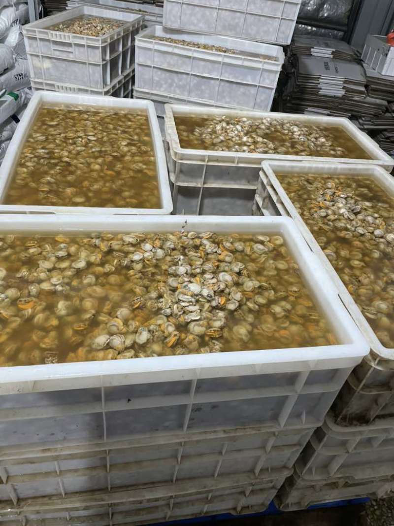 原汁栉孔扇贝60/80