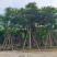凤凰木骨架10-30分，各种规格，大量低价出售
