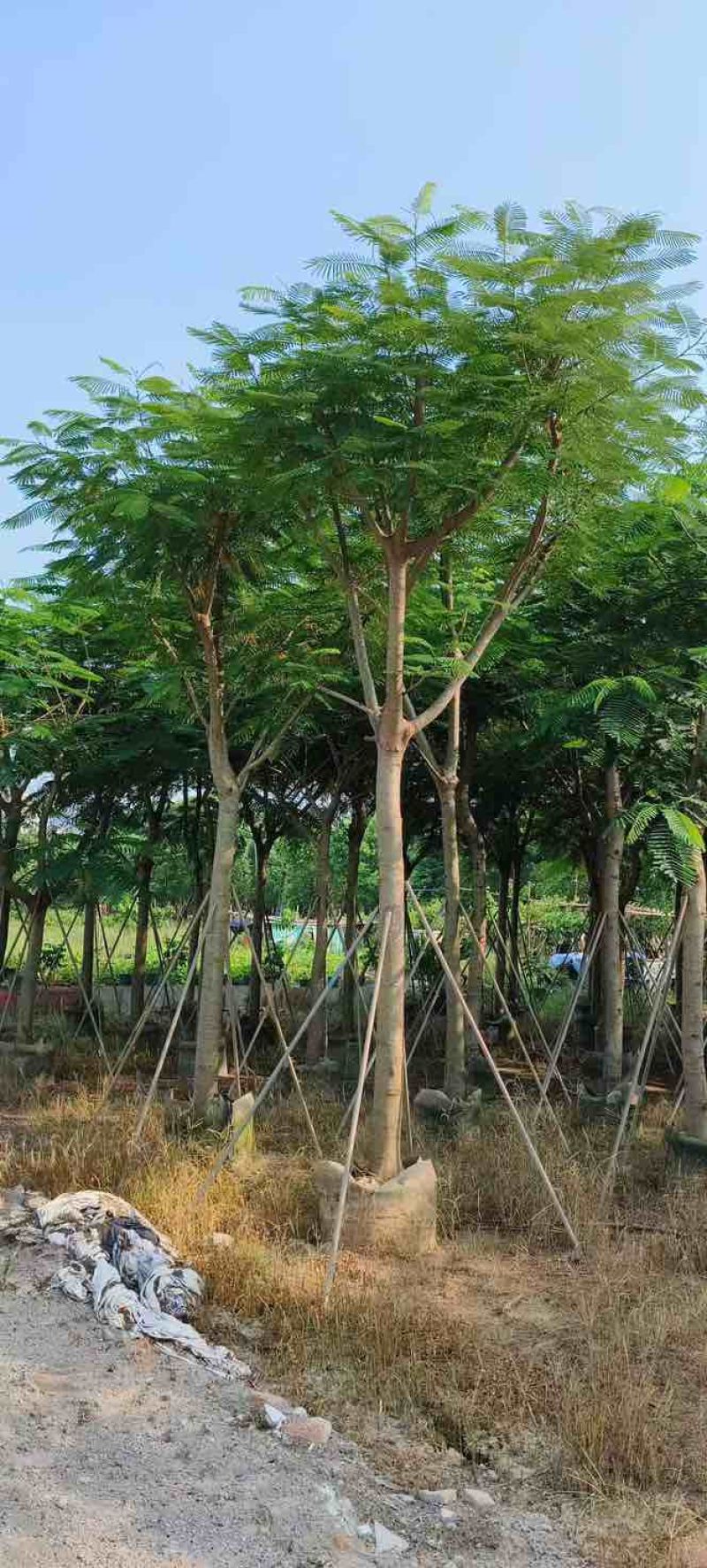 凤凰木骨架10-30分，各种规格，大量低价出售