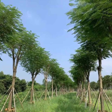 凤凰木骨架10-30分，各种规格，大量低价出售