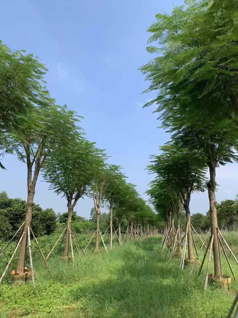 凤凰木骨架10-30分，各种规格，大量低价出售