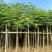 凤凰木3-15分，各种规格，大量低价出售