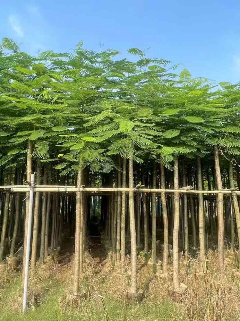 凤凰木3-15分，各种规格，大量低价出售