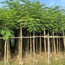 凤凰木3-15分，各种规格，大量低价出售