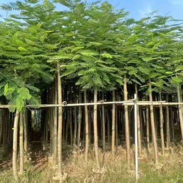 凤凰木3-15分，各种规格，大量低价出售